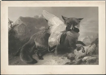 Gerade gefangen: ein Fuchs hat eine Ente geraubt. Nach R. Ausdell. Mit Adresse von Gambart