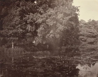 Teich im Park, Surrey