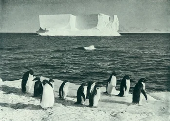 Ein Eisberg treibt im McMurdo-Sund, ca. 1910-1913, 1913