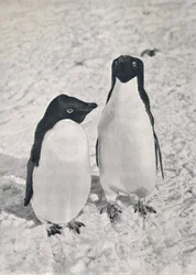Ein Paar Adélie-Pinguine, ca. 1911, 1913