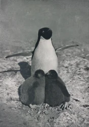 Eine stolze Mutter, ca. 1911, 1913