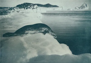 Ein Weddellrobbe kurz vor dem Tauchen, um 1911, 1913