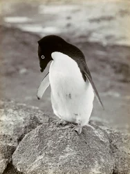 Ein Pinguin in der Antarktis