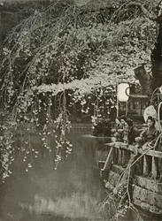 Kirschblütenzeit in Japan, 1910