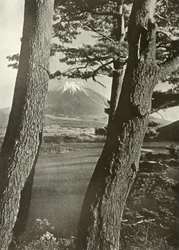 Fuji durch die Kiefern des Lake Motosu, 1910
