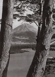 Fuji und die Kiefern
