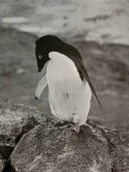 Es ist mir egal, was aus mir wird, um 1910-1913, 1913