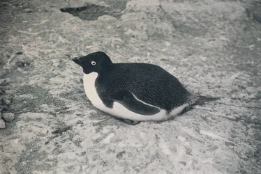 Dieser nicht, um 1911, 1913