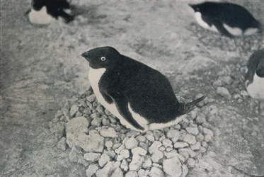 Dieser Pinguin hat einen fleißigen Partner, ca. 1911, 1913