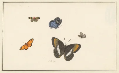Fünf Schmetterlinge