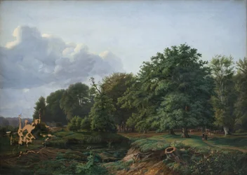 Ein Wald bei Hellebæk im Norden von Seeland. Nachmittag.