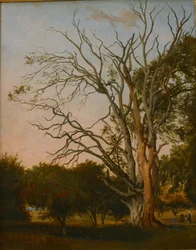 Waldszene mit einem toten Baum