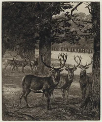 Hirsche im Windsor Park (Stich)