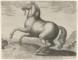 Pferd aus Frankreich