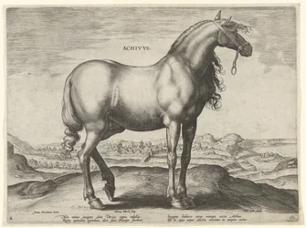 Pferd aus Griechenland (Achivus)
Pferderassen aus den königlichen Ställen von Don Juan von Österreich (Serientitel)