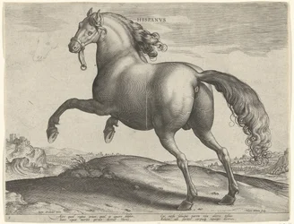 Pferd aus Spanien