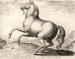 Gallicus aus der Serie Pferde aus dem Stall von Don Juan von Österreich