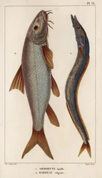 Ammodyte equille und gemeiner Barbe. „Fauna der Ärzte oder Geschichte der Tiere und ihrer Produkte von Hippolyte Cloquet“ - Band 6 - 1825