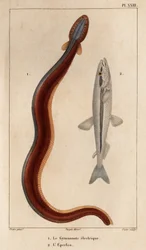 Elektrischer Gymnonote und Eperlan. Fauna der Ärzte oder Geschichte der Tiere und ihrer Produkte von Hippolyte Cloquet - Band 6 - 1825