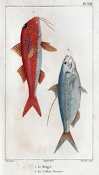 Le Rouget und der Caillou-Tassart (Caillou Tassart). In „Fauna der Ärzte oder Geschichte der Tiere und ihrer Produkte von Hippolyte Cloquet“ - Band 6 - 1825
