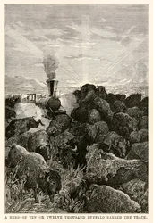 Eine Herde von zehn oder zwölftausend Büffeln versperrte den Weg, aus In 80 Tagen um die Welt von Jules Verne (1828-1905), graviert von Louis Prevost, 1873