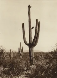 Mexiko: "Cereus giganteus" in der Umgebung von Magdalena, Bundesstaat Sonora