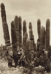 Mexiko: Guaymas, "Cereus Pringlei", Bundesstaat Sonora