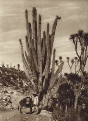 Mexiko: Salinen von Tehuacan mit "Pilocereus Tetezo"