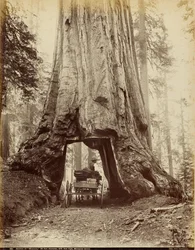 Abschnitt von "Wawona," 28 Fuß Durchmesser, 275 Fuß hoch, Mariposa Grove