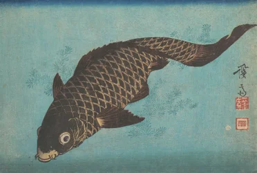 Koi