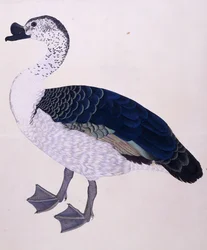 Ein Kamm-Ente, ca. 1800
