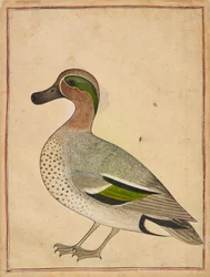 Ein Grünflügel-Teal, ca. 1730