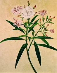 Oleander, ca. 1840