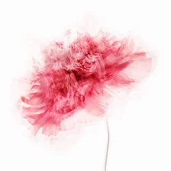 Weiche rosa Blüte