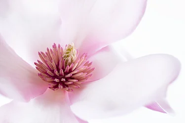 Weiche rosa Magnolie