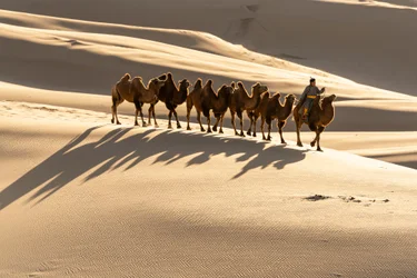 Ein Kameltreiber führt seine Baktrischen Kamele an den Khongoryn Els Sanddünen im Süden der Gobi