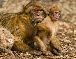 Berberaffen in der Nähe von Ifrane in Marokko, 2017 (Foto)