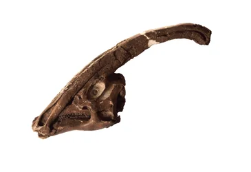 Parasaurolophus, ein originaler Schädel und Kamm im Royal Ontario Museum