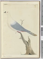 F.11 Taube, Neukaledonien, 1772-75