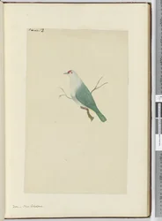 F.12 Taube, Neukaledonien, 1772-75
