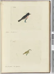F.13 Fächerschwanz, Neuseeland  F.14 Kleiner Fächerschwanz, Neuseeland, 1772-75