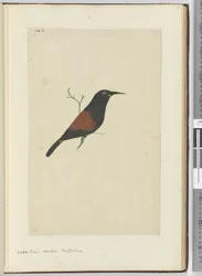 F.18 Lappenstar, Kuckuck, Neuseeland, 1772-75