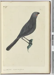 F.19 Großer Lappenstar, Kuckuck, Neuseeland, 1772-75