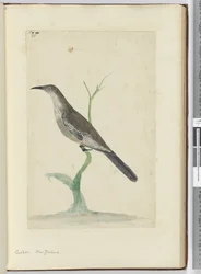 F.21 Kuckuck, Neuseeland, 1772-75
