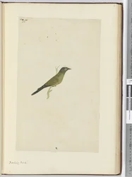F.22 Spottdrossel, 1772-75