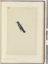 F.25 Großer Fächerschwanz, Neuseeland, 1772-75