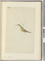 Kuckuck. Neuseeland, 1772-75
