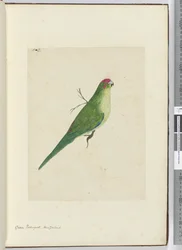 F.2 Grüner Sittich, Neuseeland, 1772-75