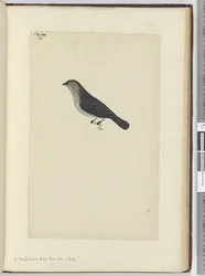 Ein zahmer Vogel aus Neuseeland, ähnlich einem Rotkehlchen, 1772-75