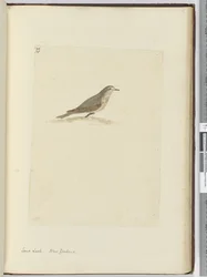 Sandlerche. Neuseeland, 1772-75